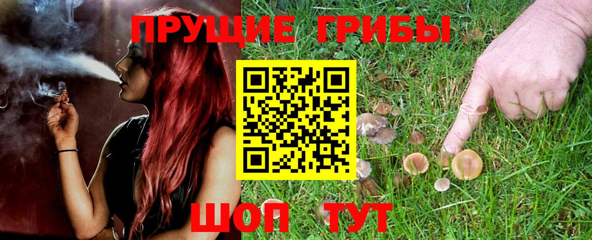 Псилоцибиновые грибы мицелий Бийск